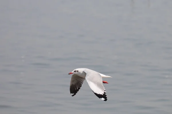 Burung Camar Terbang Atas Laut — Stok Foto