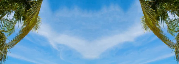 Palmera Coco Con Fondo Azul Cielo — Foto de Stock