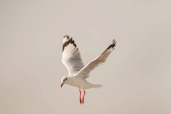 Burung Camar Terbang Antara Langit Waktu Malam — Stok Foto