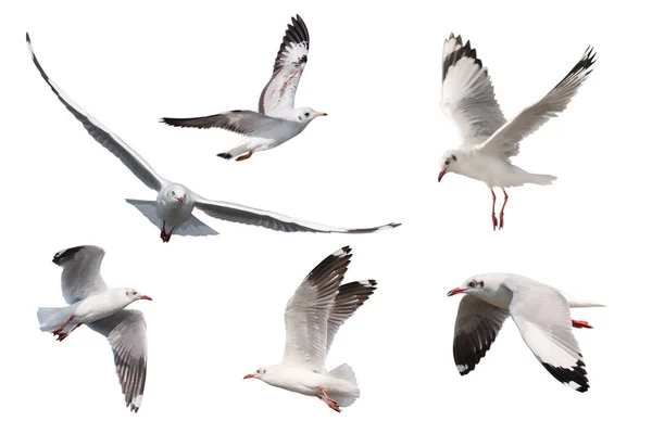 Set Seagulls Flying Isolated White Background — Stock Photo, Image