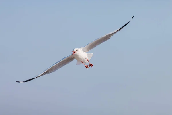 Möwen Fliegen Unter Blauem Himmel — Stockfoto