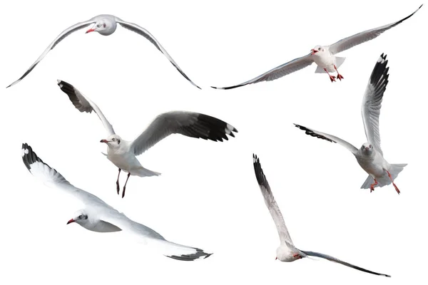 Set Seagulls Flying Isolated White Background — Stock Photo, Image