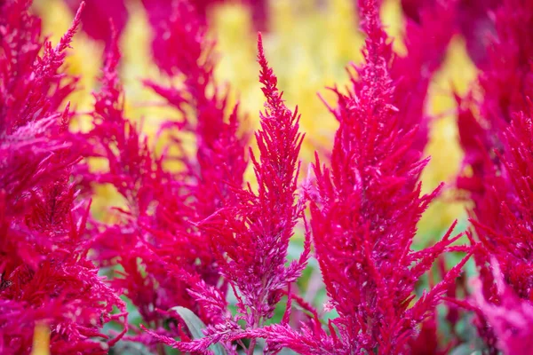 Bellissimo Fiore Nel Parco Pettine Gallo Fiore Lana Cinese — Foto Stock