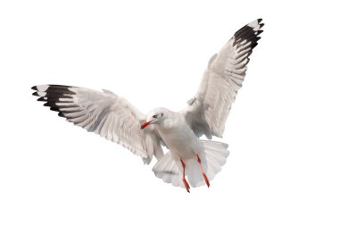 Beyaz zemin üzerinde martı uçuşları izole - kırpma yolları