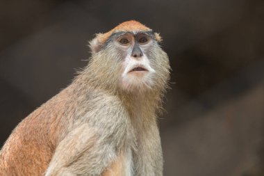 bir maymunun yakın çekim