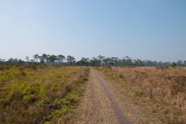 Vahşi doğada uzun bir yol
