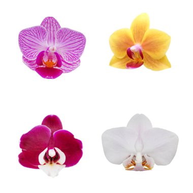 Beyaz arkaplanda izole edilmiş bir orkide seti