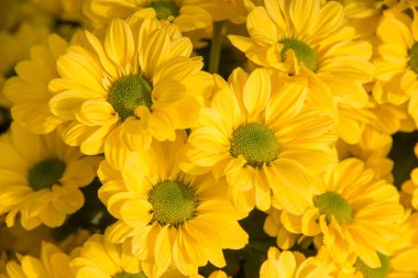 Bahçede güzel bir kasımpatı çiçeği.