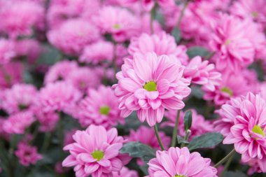 Bahçede güzel bir kasımpatı çiçeği.