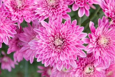 Bahçede güzel bir kasımpatı çiçeği.