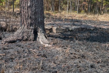 Orman yangından sonra