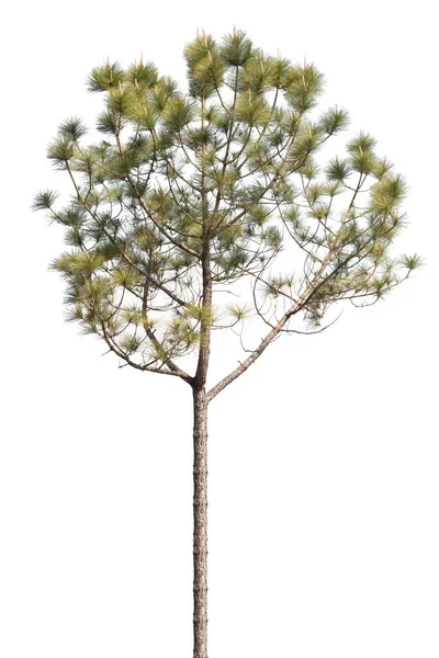 Pine Tree Isolated White Background — Stock Photo, Image