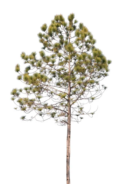 Pine Tree Isolated White Background — Stock Photo, Image