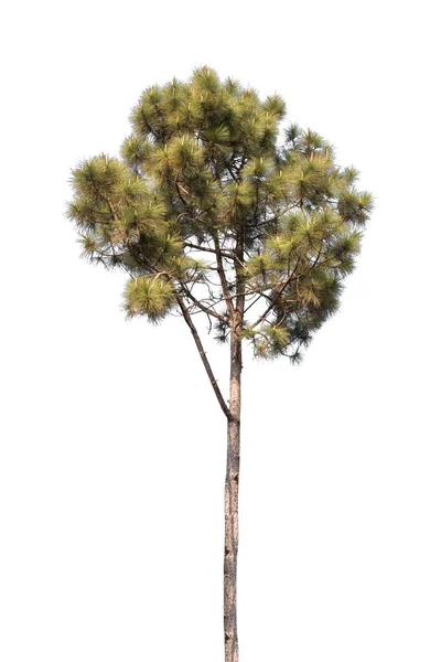 在白色背景上隔绝的松树 — 图库照片