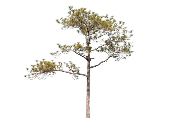 Tall Träd Isolerad Vit Bakgrund — Stockfoto