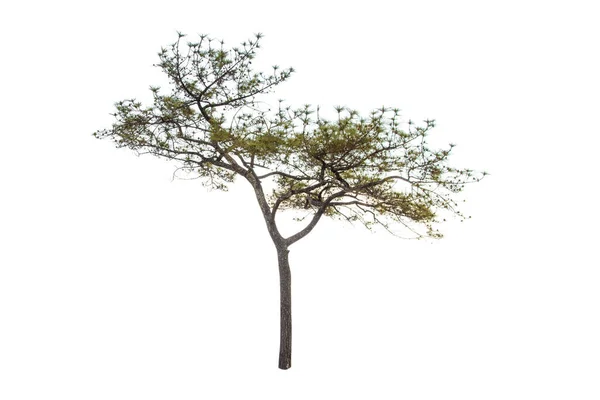 Pine Tree Isolated White Background — Stock Photo, Image