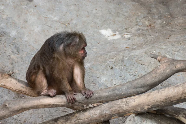 Macaco Velho Sentado Madeira — Fotografia de Stock
