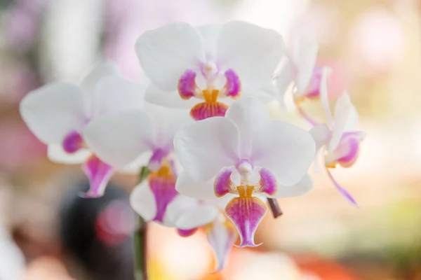 Orkidéer Blommor För Dekoration Trädgården — Stockfoto