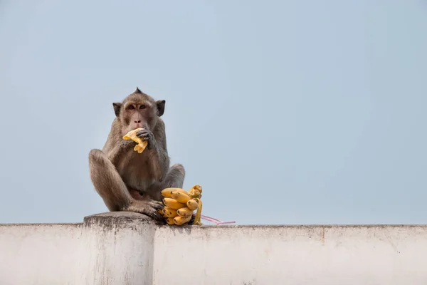 Macaco Comendo Uma Banana — Fotografia de Stock