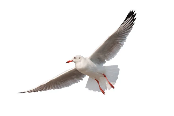 Mouette Volant Isolée Sur Fond Blanc Trajectoires Coupe — Photo