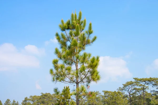 Borovice Tropickém Lese Modrou Oblohou — Stock fotografie