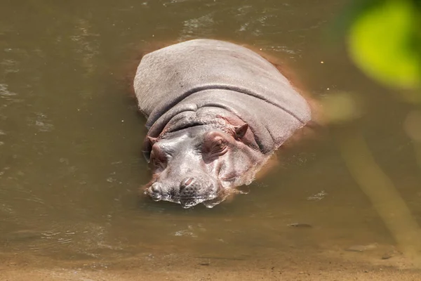 Hippopotame Dormant Dans Eau — Photo