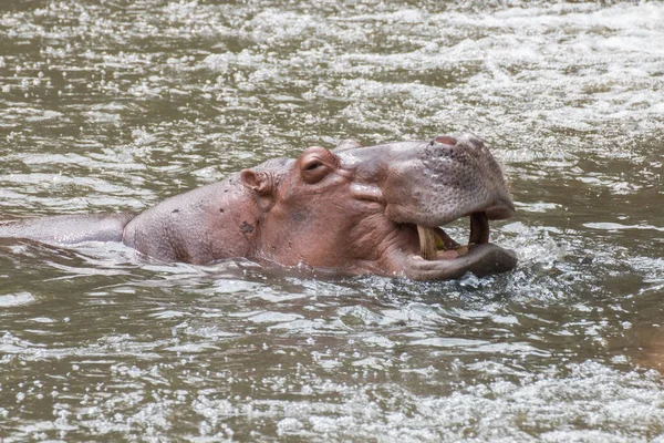 Hippopotame Détendre Dans Eau — Photo