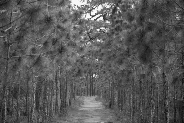 Senderos Salvajes Bosque Tono Blanco Negro Imagen De Stock