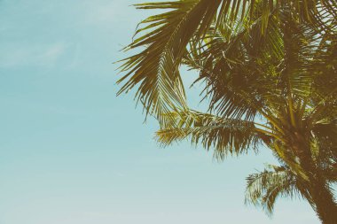 Mavi gökyüzü arkaplanlı hindistan cevizi palmiyesi - vintage tarzı