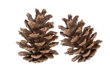 Beyaz arkaplanda çam kozalağı izole 