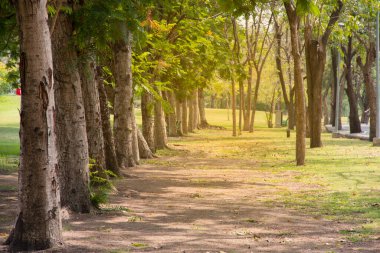 Vahşi doğada ağaçlı yürüyüş, Güzellik doğası sahnesi.