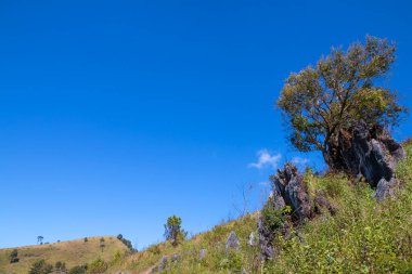 Arka planda mavi gökyüzü olan ağaç - manzara