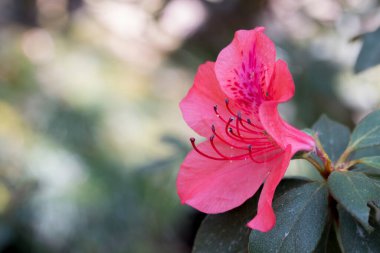 Bahçede çiçek açan yabani gül (Rhododendron arboreum)