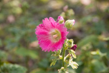 pembe Gül Fatma Çiçek Bahçe