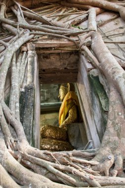 Ağaç kökleri tapınağı kaplıyor, Buda kilisede Samut Songkhram, Tayland 'daki Bang Gung Tapınağı' nda.