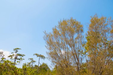 Arkaplan olarak mavi gökyüzü olan ağaç
