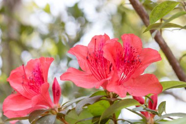 Bahçede çiçek açan yabani gül (Rhododendron arboreum)