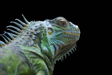 Siyah arkaplanda izole edilmiş yeşil iguana portresini kapat