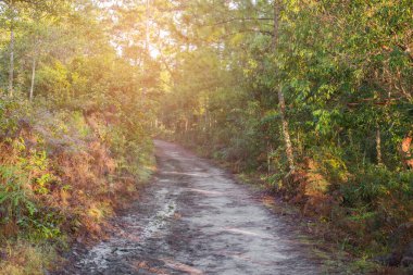 Vahşi doğada ağaçlı yürüyüş, Güzellik doğası sahnesi.