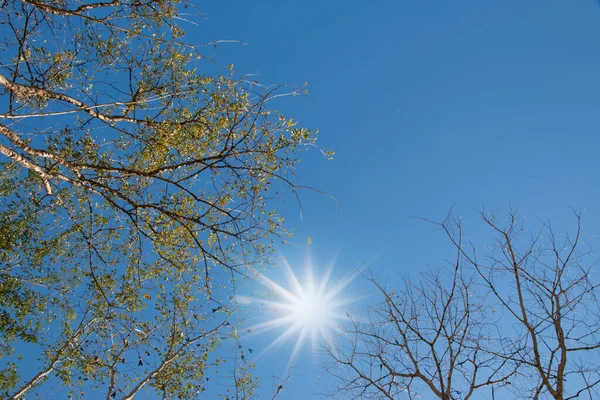 Δέντρο Αφηρημένη Διακλάδωση Φόντο Μπλε Ουρανό Ελεύθερο Χώρο Κειμένου — Φωτογραφία Αρχείου