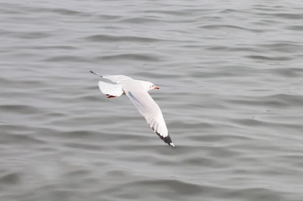 Burung Camar Terbang Atas Laut — Stok Foto