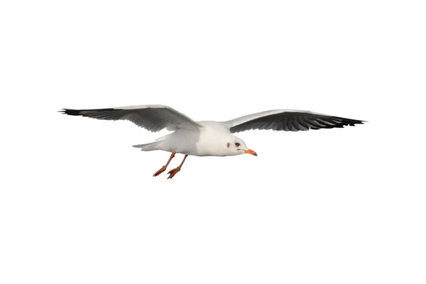 Seagull Flying Isolated White Background Clipping Paths — Stock Photo, Image