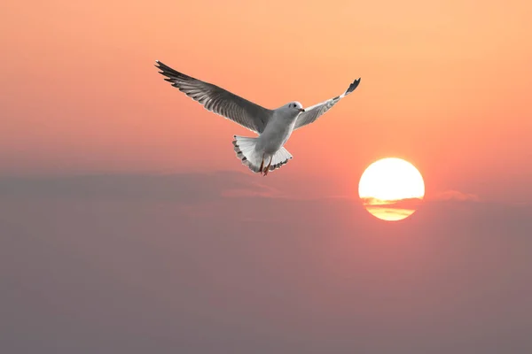 Seagulls Flying Sunset Sky — Stock Photo, Image