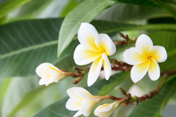 Plumeria Rubra Blomma Trädgården — Stockfoto