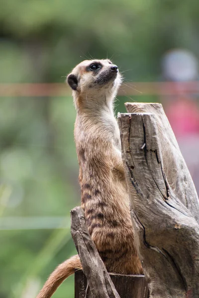 Őrködő Szurikáta Suricata — Stock Fotó