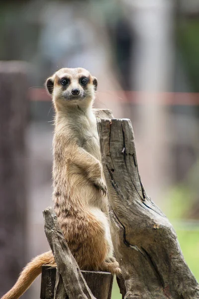 mirketler (suricata) tetikte bekliyor