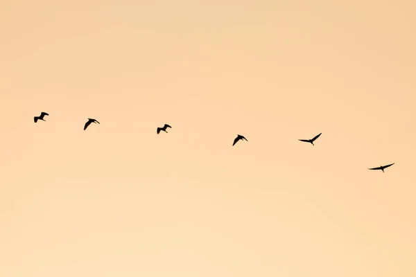 Silueta Skupina Ptáků Létání Retro Styl — Stock fotografie