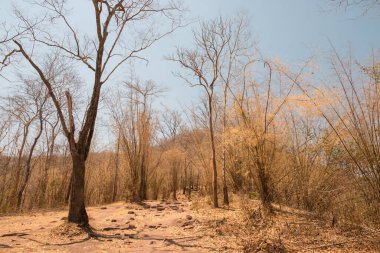 Sonbahar orman manzarası
