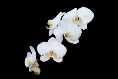 Siyah arkaplanda izole edilmiş orkide çiçeği
