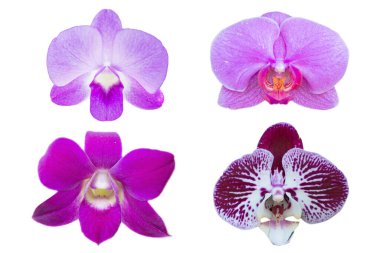 Beyaz arkaplanda izole edilmiş orkide çiçeği